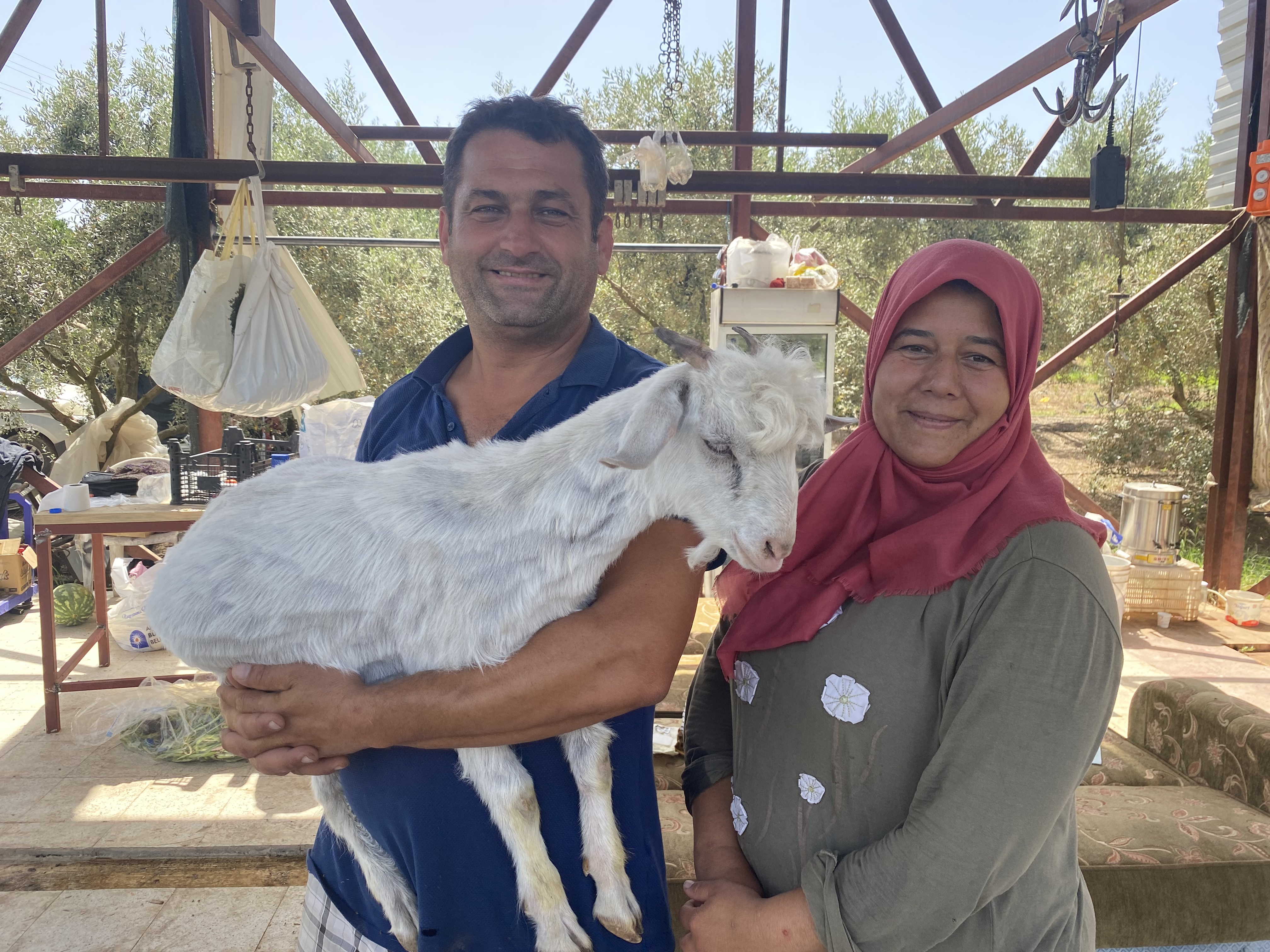 Annesi ölen oğlağı bebekleri yaptılar, altını bezleyip biberonla besliyorlar.